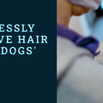painlessly remove hair from dogs' ears