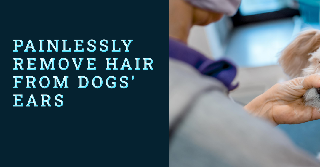 painlessly remove hair from dogs' ears